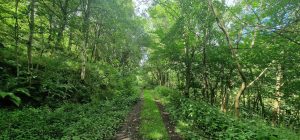 Hells Hole Wauchope Forrest (5)
