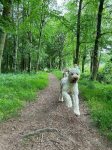 Bonnie Park Pooch Camping